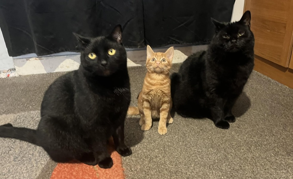 Where did you get your cat/s from?