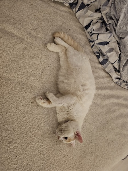 Advice needed for situation with poorly cat