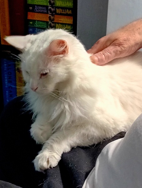 Machiavellian Misbehaviour- the Excellent Cats Deny Everything