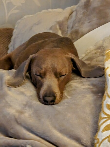 A dog photo thread - please share your pics