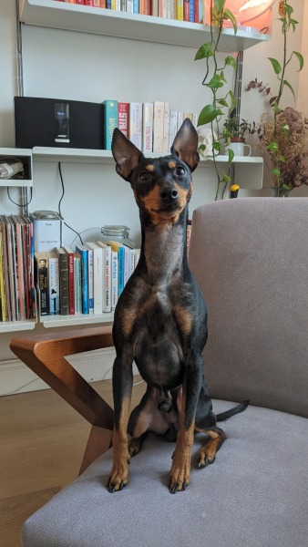 A dog photo thread - please share your pics