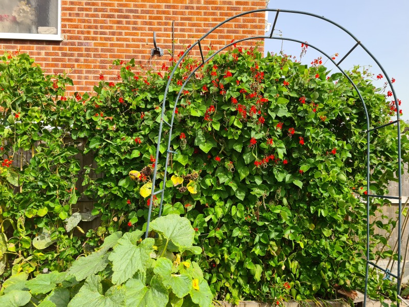 Growing sweetpea to cover a fence