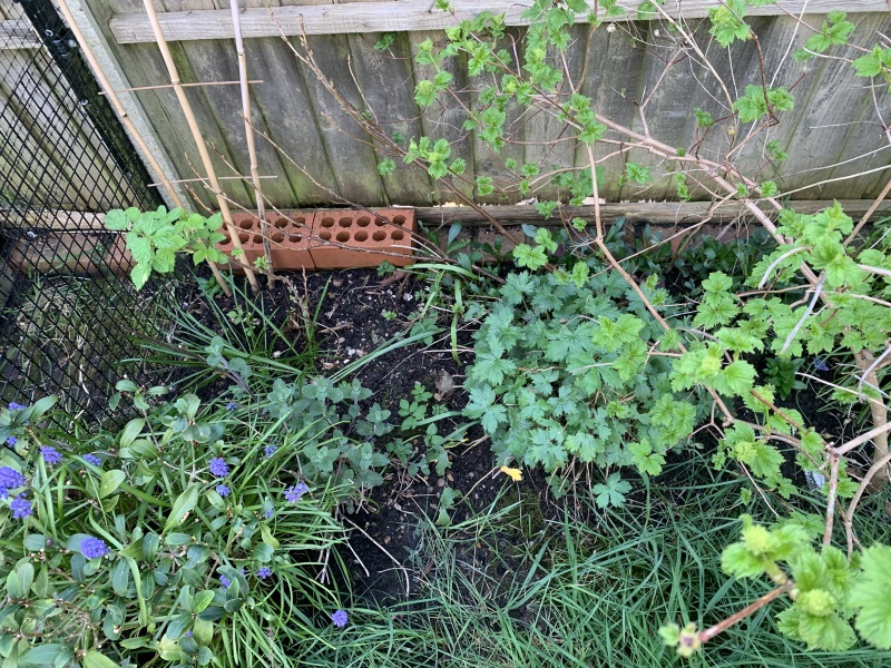 Help a cat owner out - plant identification