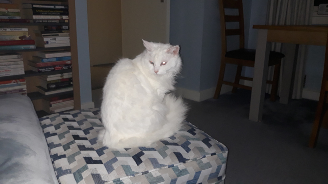 Machiavellian Misbehaviour- the Excellent Cats Deny Everything