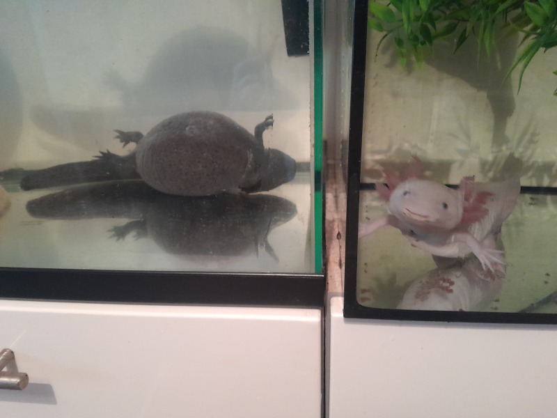 Emergency with axolotl