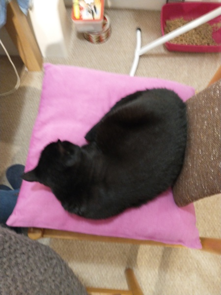 Tales and Tails and NMCs  -  the Excellent Cats March On