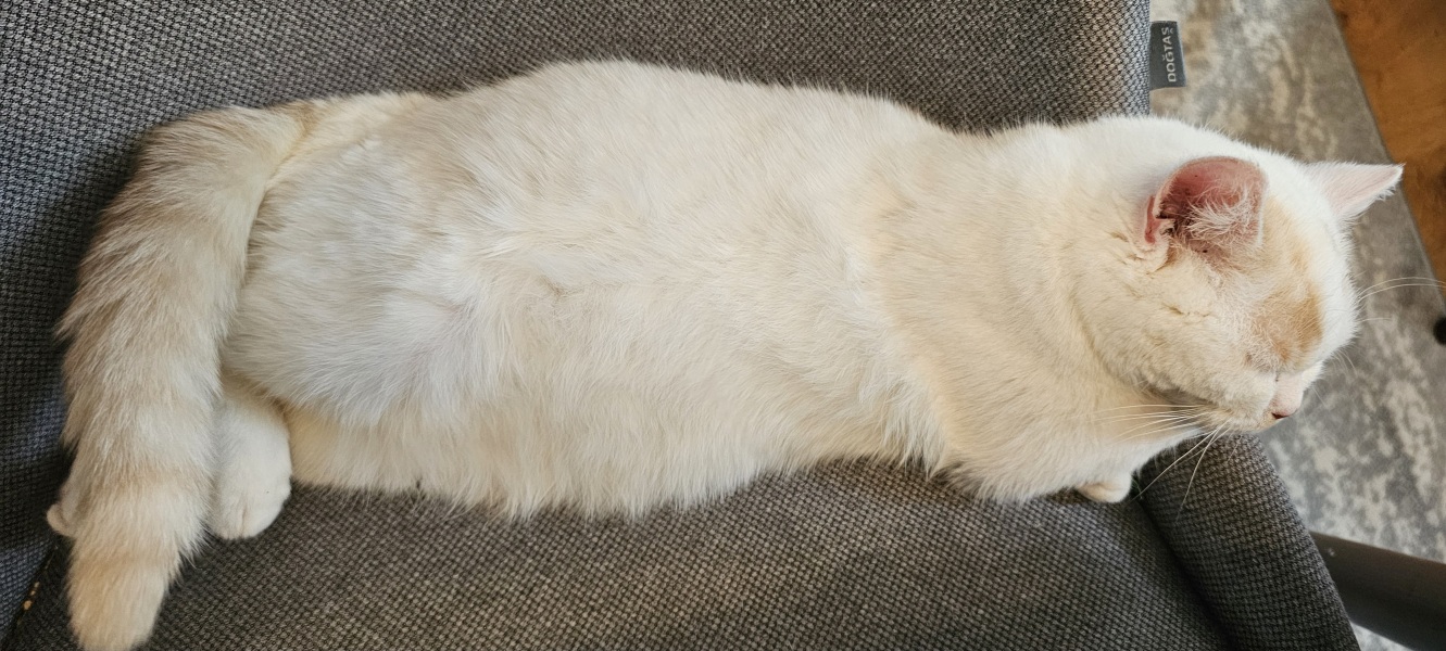 Advice needed for situation with poorly cat