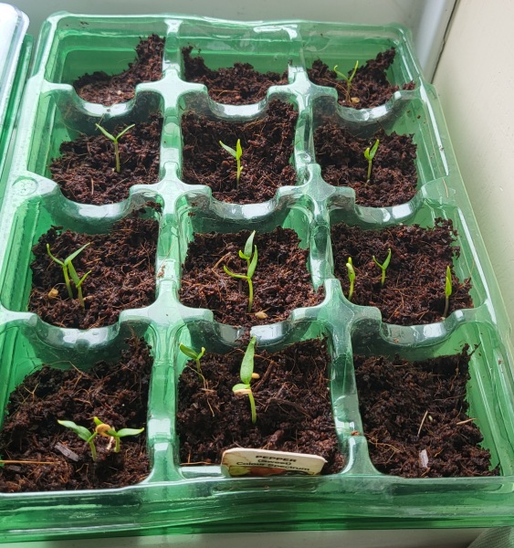 When & how to plant my peppers?