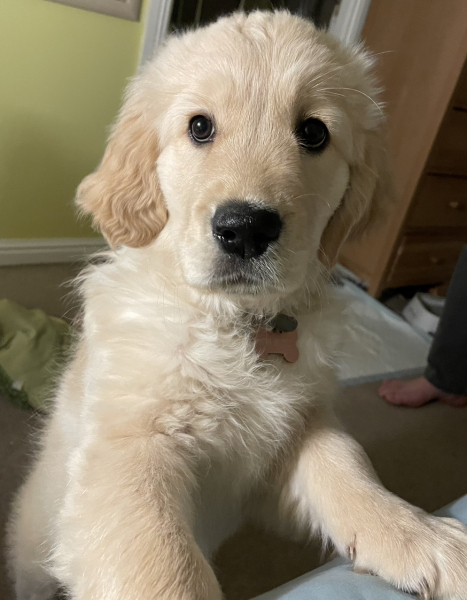 What do I need to know about getting a golden retriever?
