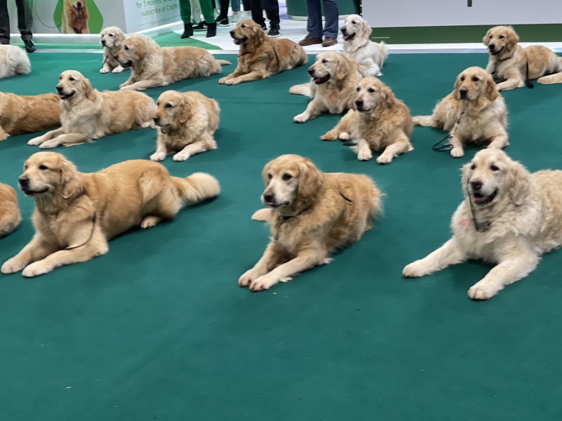 What do I need to know about getting a golden retriever?