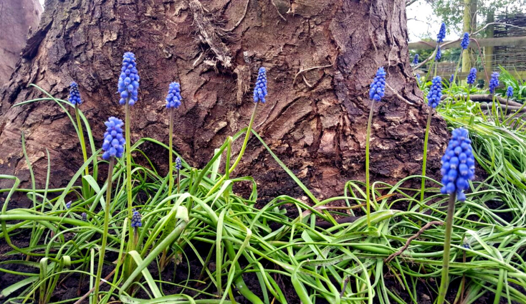 What have you done in the garden today Part 4 Spring 2024.