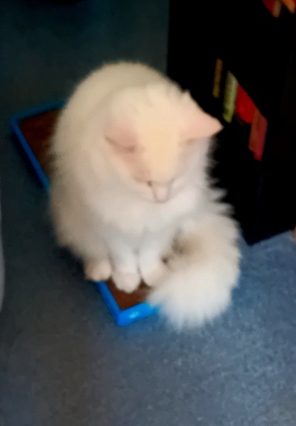 Machiavellian Misbehaviour- the Excellent Cats Deny Everything