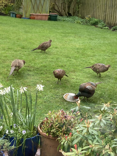 What have you done in the garden today Part 4 Spring 2024.