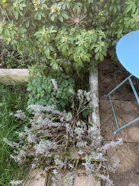Help a cat owner out - plant identification