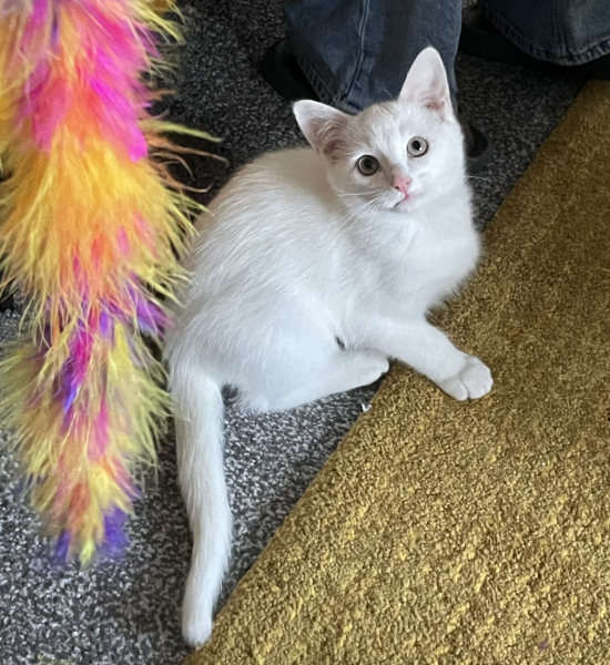 Brexit mega thread part 13: All eyes on Ireland