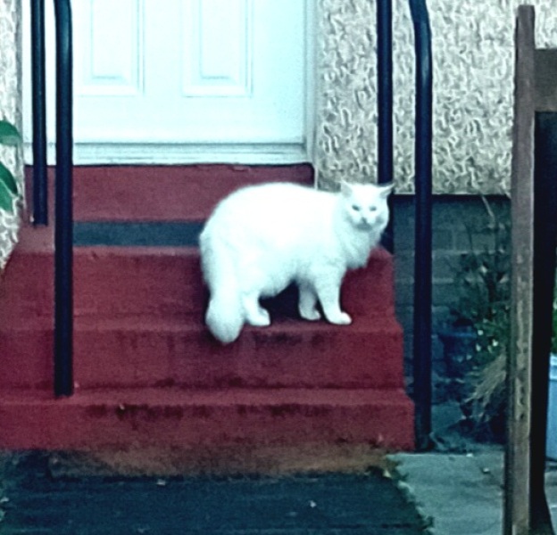 Tales and Tails and NMCs  -  the Excellent Cats March On