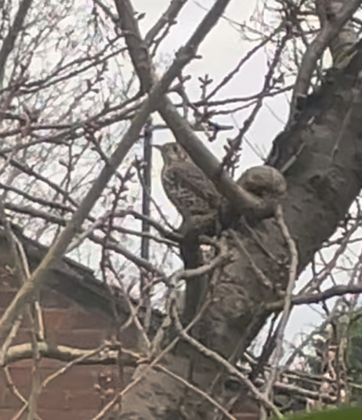 What is this bird? Like a thrush?
