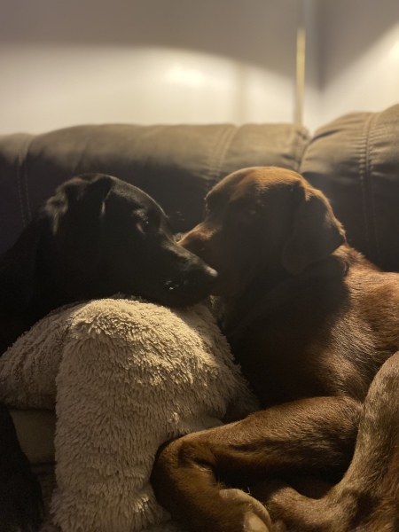 A dog photo thread - please share your pics