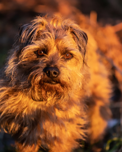 A dog photo thread - please share your pics