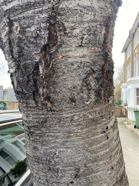 Trying to identify tree