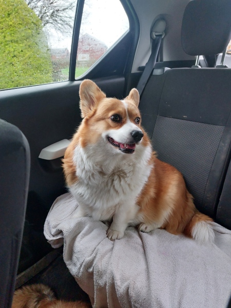Don’t get a dog