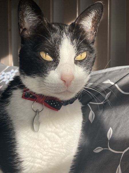 To check the cats haven't all been abducted by aliens
