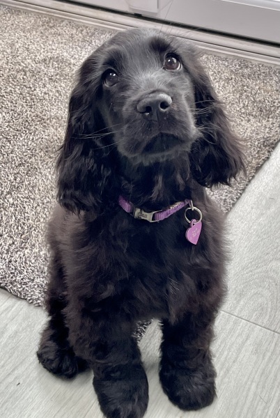 Puppy Survival Thread for New and Old Pups - Spring is around the corner!