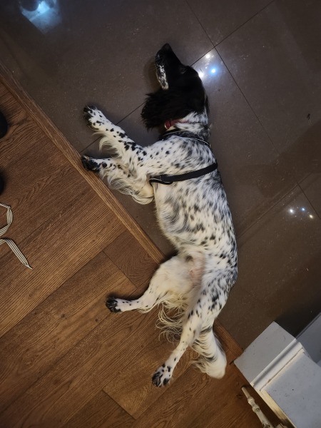 borrowmydoggy