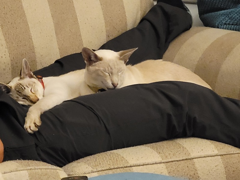 Cattery , am I doing the right thing?
