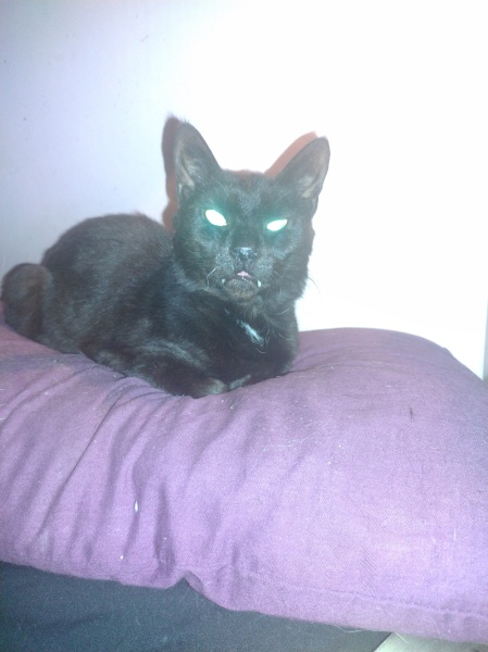 Machiavellian Misbehaviour- the Excellent Cats Deny Everything