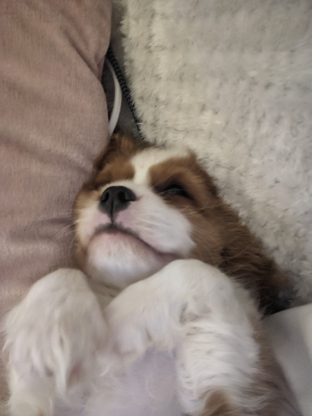 Puppy Survival Thread for New and Old Pups - Spring is around the corner!