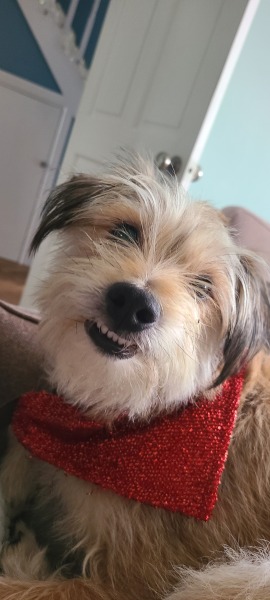 A dog photo thread - please share your pics
