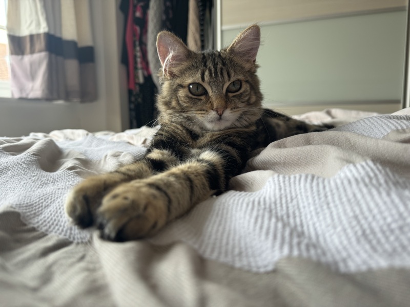 Kitten post-surgery