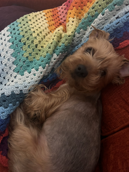 A dog photo thread - please share your pics
