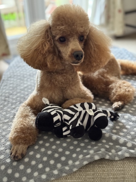 A dog photo thread - please share your pics