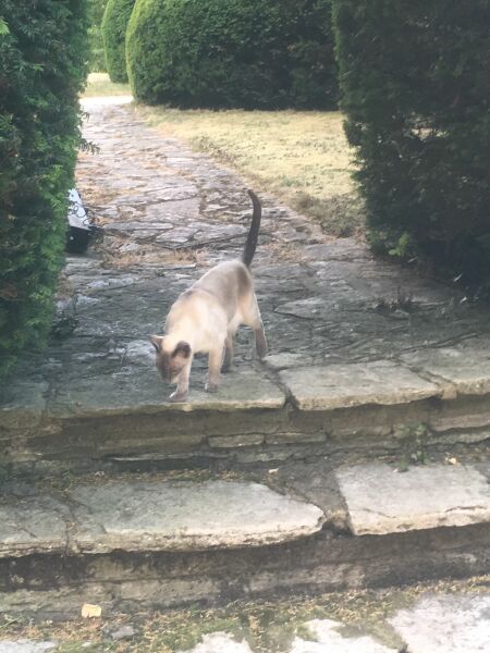 Machiavellian Misbehaviour- the Excellent Cats Deny Everything