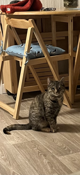 Tales and Tails and NMCs  -  the Excellent Cats March On