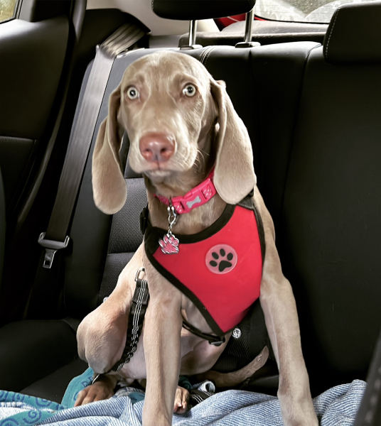 A dog photo thread - please share your pics