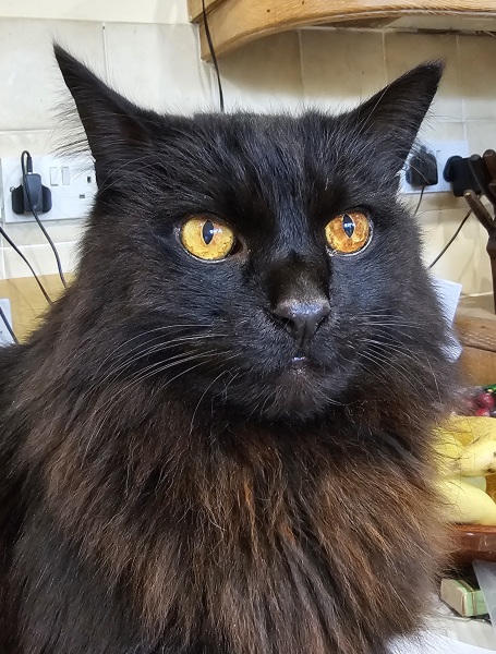 Machiavellian Misbehaviour- the Excellent Cats Deny Everything