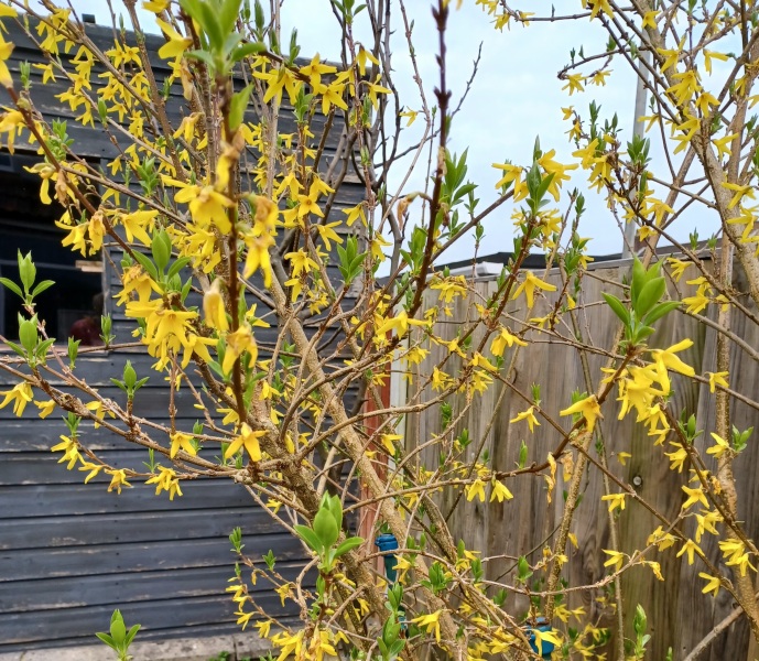 Help identify these trees/plant in new house's garden...