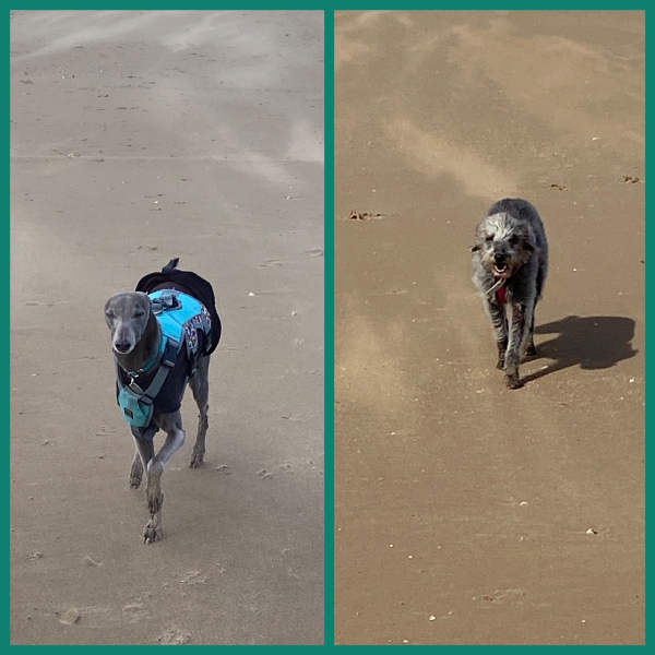A dog photo thread - please share your pics