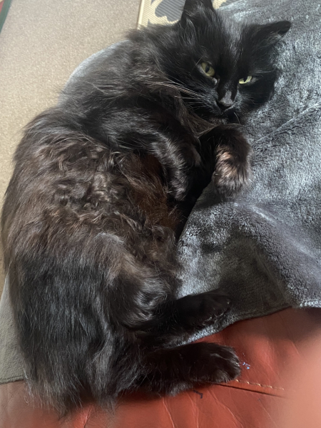 Unplanned cat