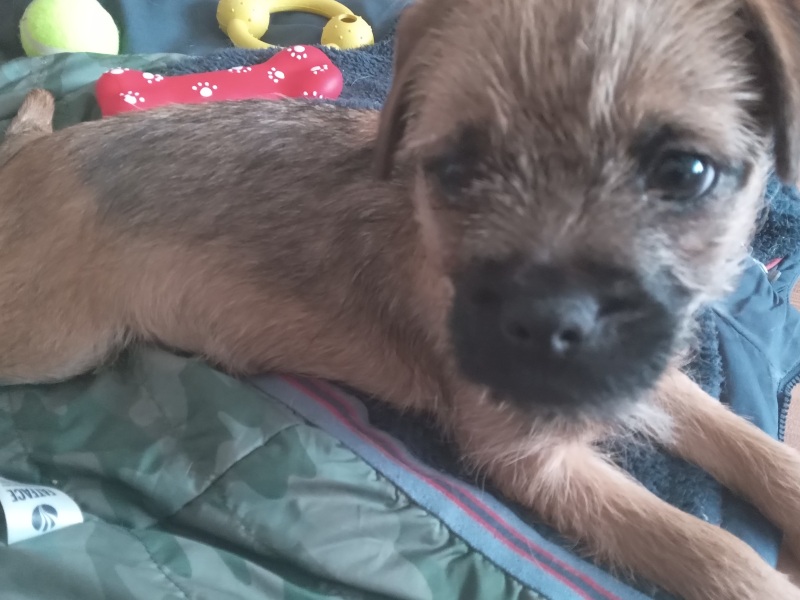 Puppy tips