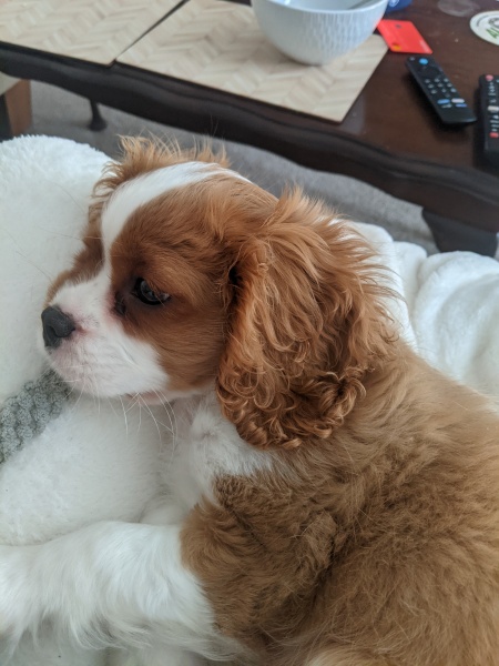 A dog photo thread - please share your pics