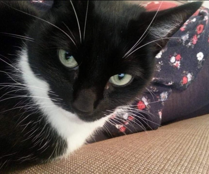Selling 2nd hand online - 'Pet free home'...used to have a cat.
