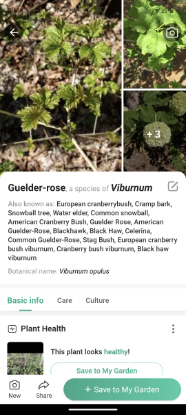 Help a cat owner out - plant identification