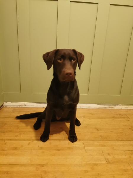 Puppy Survival Thread for New and Old Pups - Spring is around the corner!