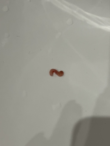 Recurring feline cystitis help please