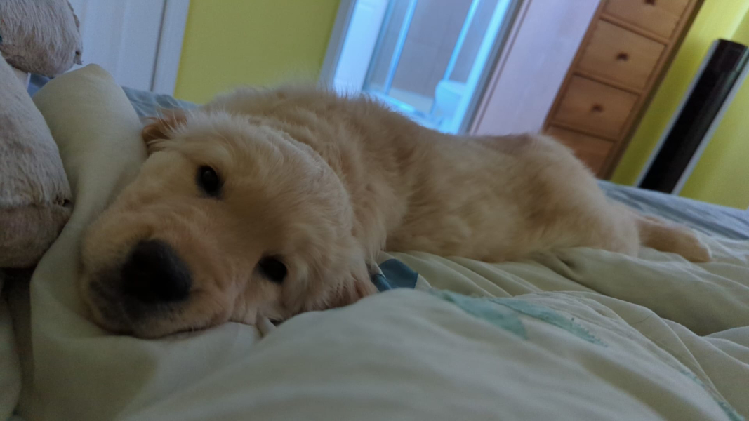 What do I need to know about getting a golden retriever?