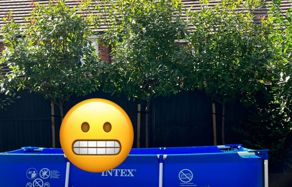 Privacy trees for very small garden